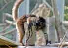 動物図鑑・クロキツネザルの写真 5